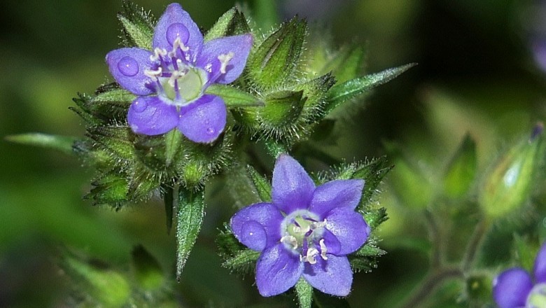 Cây dược liệu cây Lá nước, thuỷ lệ - Hydrolea zeylanica (L.) Vahl (H.inermis Lour.)