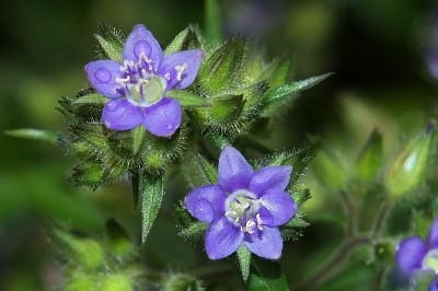 Cây dược liệu cây Lá nước, thuỷ lệ - Hydrolea zeylanica (L.) Vahl (H.inermis Lour.)