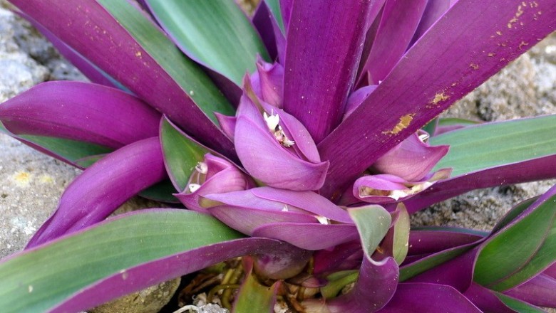 Cây dược liệu cây Lẻ bạn, Bạng hoa, Sò huyết - Tradescantia discolor L'Hér. (Rhoeo discolor (L'Hér.) Hance)