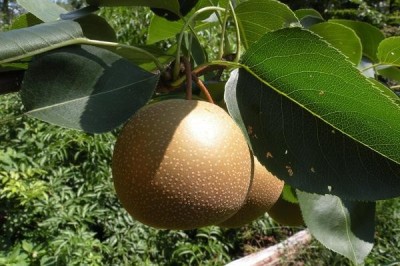 Cây dược liệu cây Lê - Pyrus pyrifolia (Burm.f) Nakai
