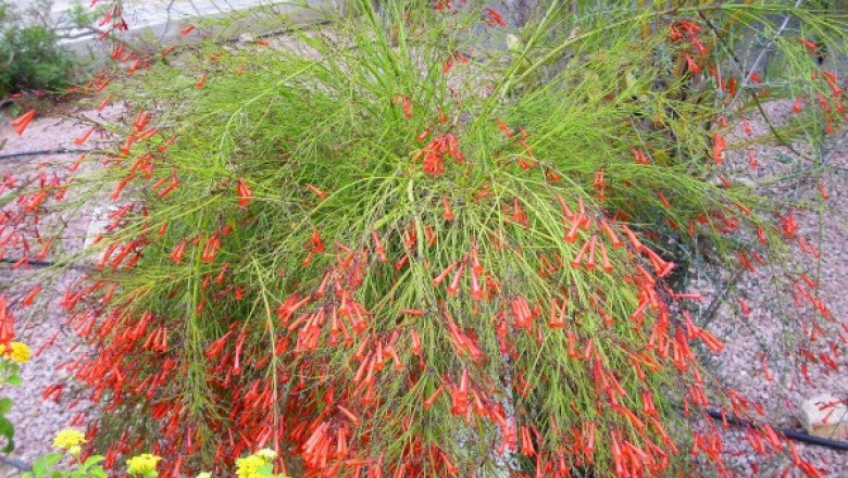 Cây dược liệu cây Liều tường hoa đỏ - Russelia equisetifomis Schlecht. et Cham