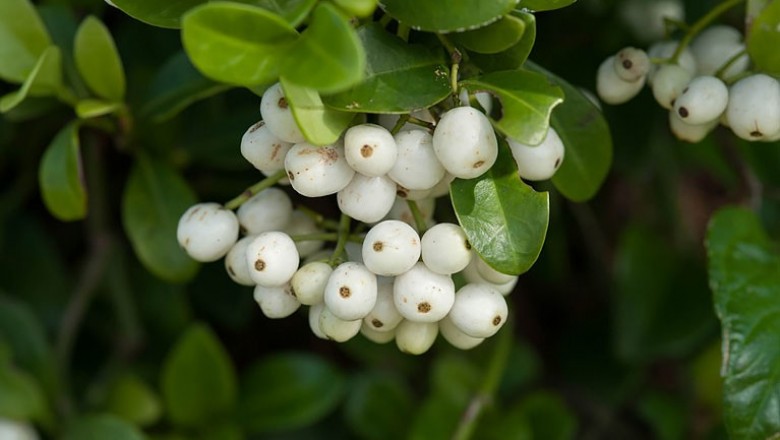 Cây dược liệu cây Lấu bò, Dé, tai chuột- Psychotria serpens L