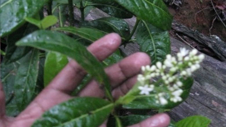 Cây dược liệu cây Lấu tuyến - Psychotria adenophylla Wall