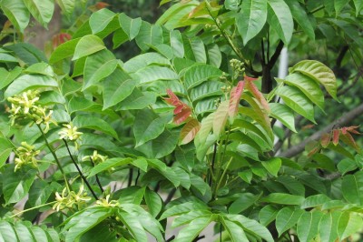 Cây dược liệu cây Lát hoa - Chukrasia tabularis A. Juss