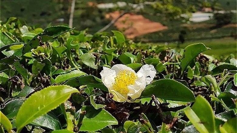 Nông dân Lâm Đồng chặt bỏ cây chè
