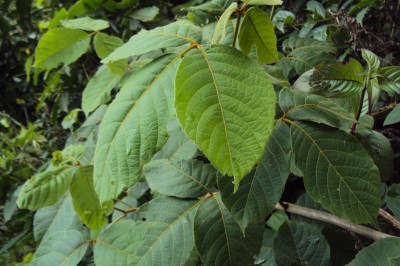 Cây dược liệu cây Lù mù, Ngoại mộc nhẵn - Allophylus glaber Radlk