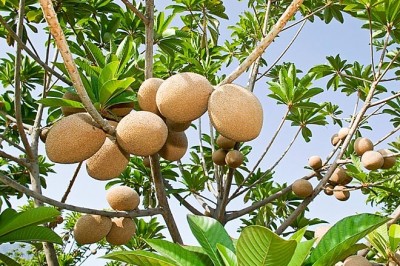 Cây dược liệu cây Lucuma, Lêkima hay cây Trứng gà - Pouteria sapota (Jacq.) H.E. Moore et Stearn (Lucuma mammosa Gaertn.)