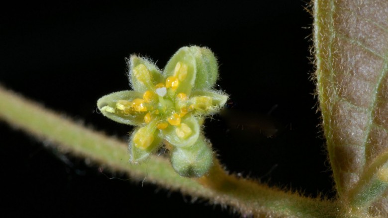 Cây dược liệu cây Lưỡi nai, Họng gà, Sụ - Phoebe kunstleri Gamble