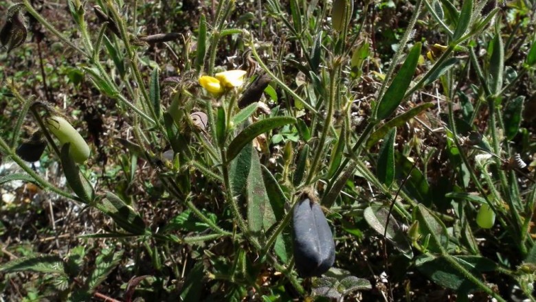 Cây dược liệu cây Lục lạc sét- Crotalaria ferruginea Graham ex Benth