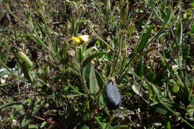 Cây dược liệu cây Lục lạc sét- Crotalaria ferruginea Graham ex Benth