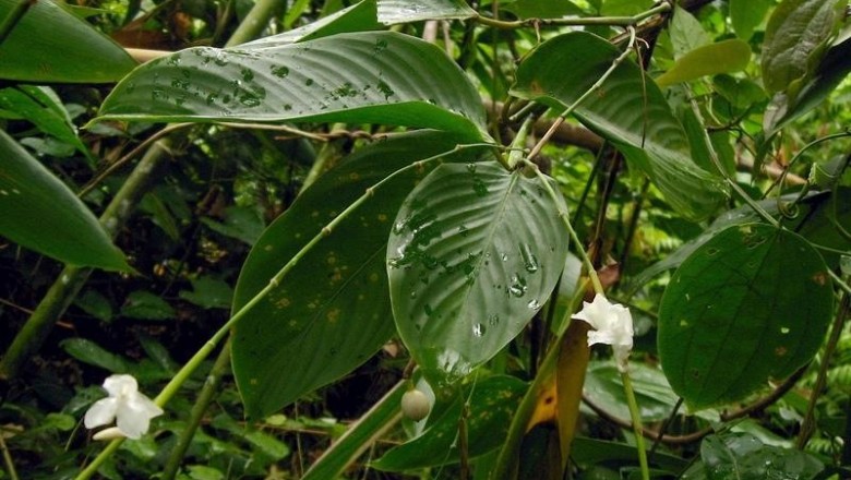 Cây dược liệu cây Lùng, Lùn dong, Dong sậy - Donax cannaeformis (G. Forst.) K. Schum. (D. arundastrum Lour.)