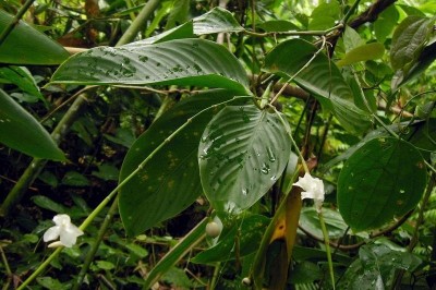 Cây dược liệu cây Lùng, Lùn dong, Dong sậy - Donax cannaeformis (G. Forst.) K. Schum. (D. arundastrum Lour.)
