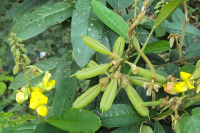 Cây dược liệu cây Lục lạc tù, Muồng một lá - Crotalaria retusa L