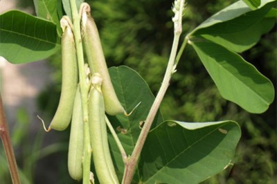 Cây dược liệu cây Lục lạc mũi mác, Muồng mũi mác, Muồng dùi đục - Crotalaria anagyroides H.B. et K