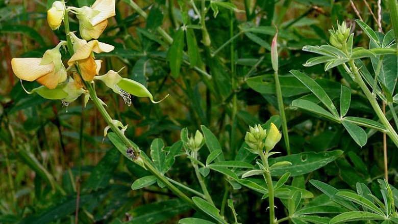Cây dược liệu cây Lục lạc năm lá, Sục sạc cao - Crotalaria quinquefolia L