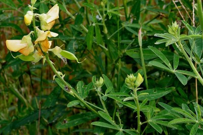 Cây dược liệu cây Lục lạc năm lá, Sục sạc cao - Crotalaria quinquefolia L