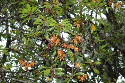 Cây dược liệu cây Lương xương, Chè béo - Anneslea fragrans Wall