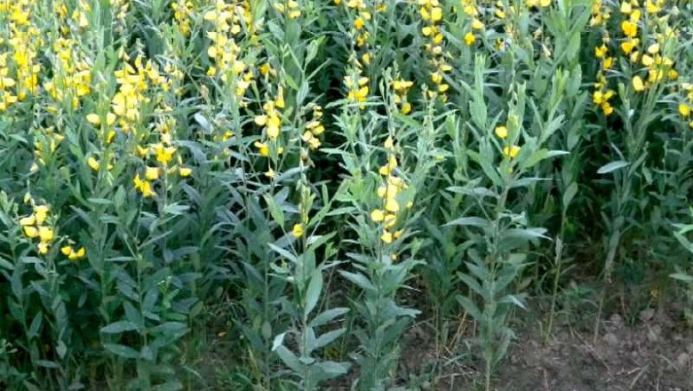 Cây dược liệu cây Lục lạc sợi, Muồng sợi - Crotalaria juncea L