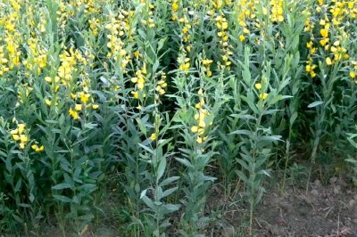 Cây dược liệu cây Lục lạc sợi, Muồng sợi - Crotalaria juncea L