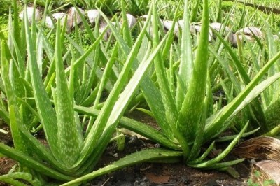 Cây dược liệu cây Lô hội hay Lưu hội, Nha đam - Aloe vera L, var. chinensis (Haw.) Berger