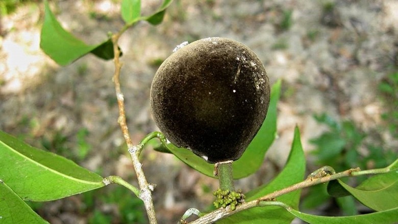Cây dược liệu cây Lọ nồi ô rô, Sơn đen, Chùm bao, Gia da trắng - Hydnocarpus ilicifolia King