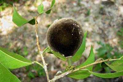 Cây dược liệu cây Lọ nồi ô rô, Sơn đen, Chùm bao, Gia da trắng - Hydnocarpus ilicifolia King