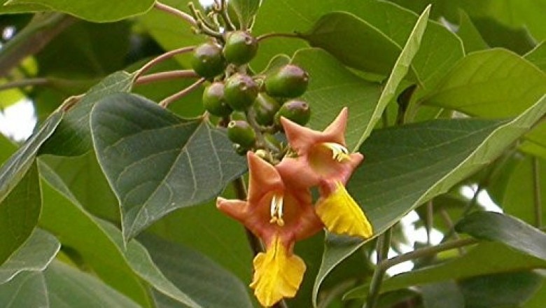 Cây dược liệu cây Lõi thọ - Gmelina arborea Roxb