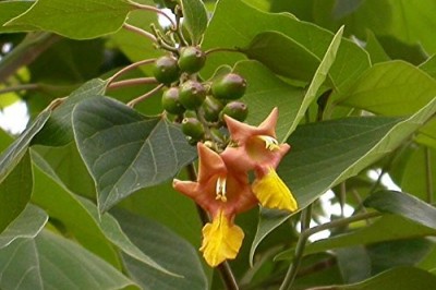 Cây dược liệu cây Lõi thọ - Gmelina arborea Roxb