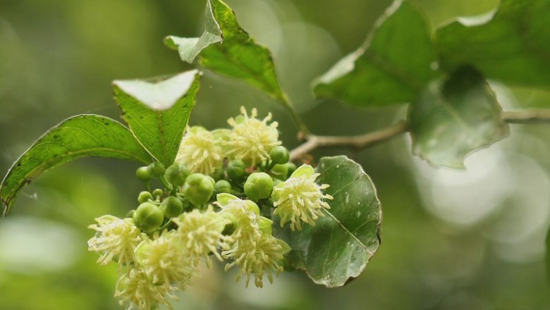 Cây dược liệu cây Lọ nồi Hải nam, Nang rừng Hải Nam- Hydnocarpas hainamensis (Merr.) Sleum