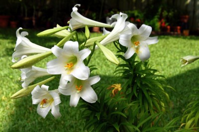 Cây dược liệu cây Loa kèn trắng, Bạch huệ - Lilium longiflorum Thumb