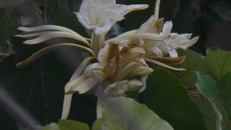 Cây dược liệu cây Lòng mang - Pterospermum heterophyllum Hance