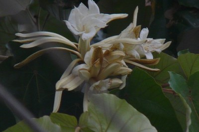 Cây dược liệu cây Lòng mang - Pterospermum heterophyllum Hance