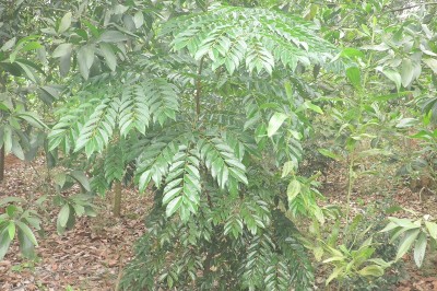 Cây dược liệu cây Lim, Lim xanh - Erythrophloeum fordii Otiv