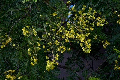 Cây dược liệu cây Lim vang - Peltophorum dasyrachis Kurz ex Baker