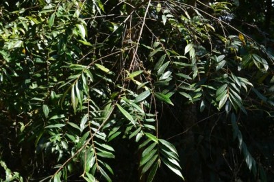 Cây dược liệu cây Linh đồi, Sơn trà nhọn - Eurya groffii Merr