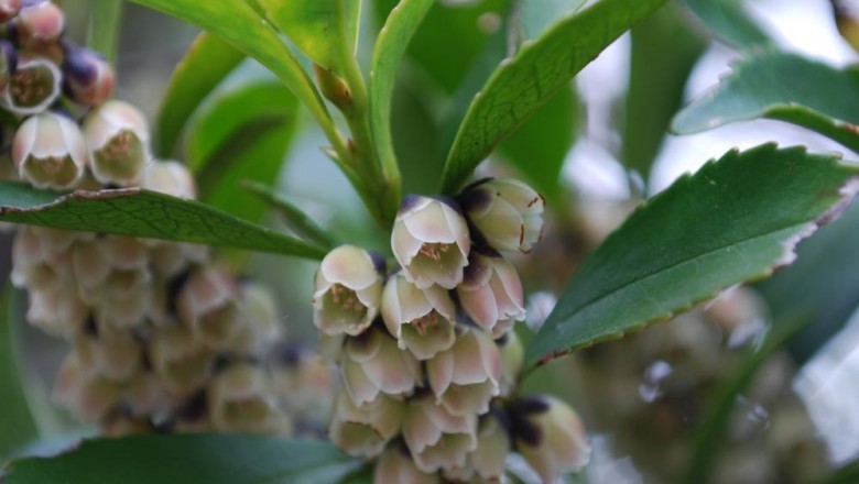 Cây dược liệu cây Linh Chân trà Nhật, Súm - Eurya japonica Thunb