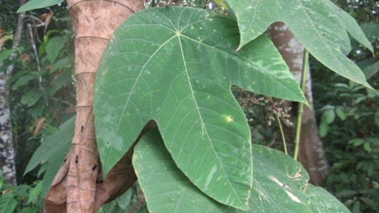 Cây dược liệu cây Long màng - Macaranga triloba (Blume) Arg