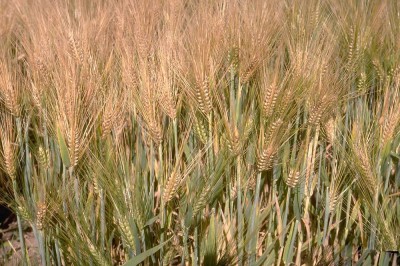 Cây dược liệu cây Lúa mạch - Hordeum vulgare L