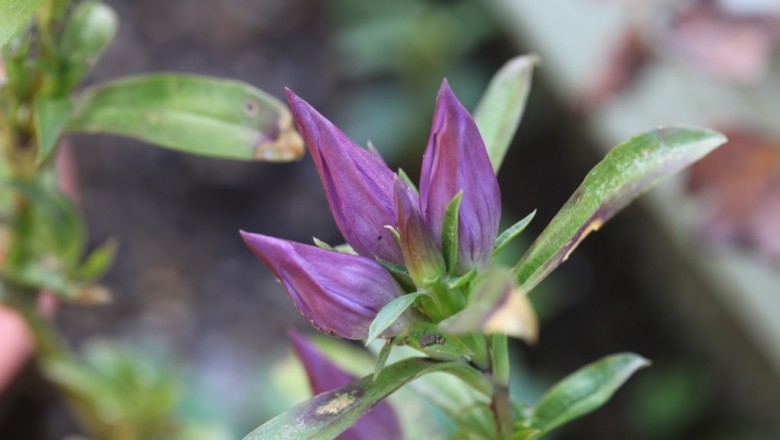 Cây dược liệu cây Long đởm cứng - Gentiana rigescens Franch. ex Hemsl