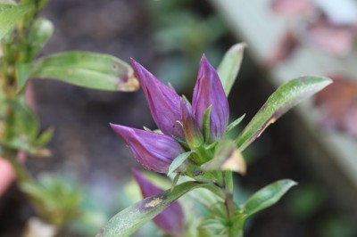 Cây dược liệu cây Long đởm cứng - Gentiana rigescens Franch. ex Hemsl