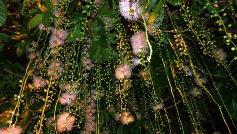 Cây dược liệu cây Lộc vừng hoa chùm, Chiếc chùm, Tam lang - Barringtonia racemosa (L.) Spreng