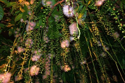 Cây dược liệu cây Lộc vừng hoa chùm, Chiếc chùm, Tam lang - Barringtonia racemosa (L.) Spreng