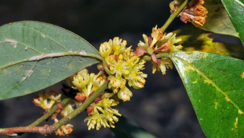 Cây dược liệu cây Lòng trứng thông thường, Hương diệp thụ - Lindera communis Hemsl