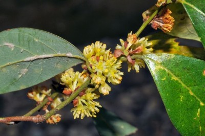 Cây dược liệu cây Lòng trứng thông thường, Hương diệp thụ - Lindera communis Hemsl