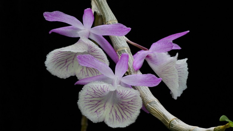 Cây dược liệu cây Long tu, Lan hoàng thảo long tu - Dendrobium primulinum Lindl