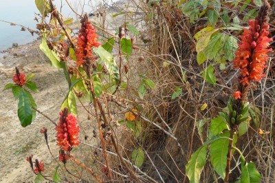 Cây dược liệu cây Ô rô lửa hoa cong, Xuân tiết hoa cong - Phlogacanthus curviflorus (Wall.) Nees (Justicia curviflora Wall.)