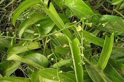 Cây dược liệu cây Lục lạc dây, Thiết bát - Zanonia indica L