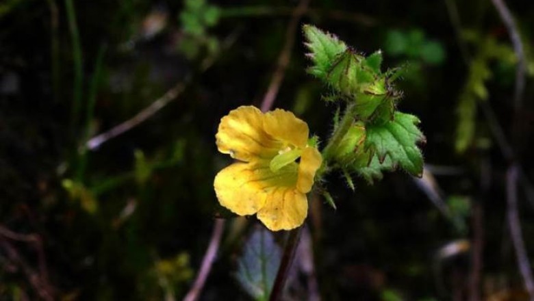 Cây dược liệu cây Ô núi Ava - Alectra avensis (Benth.) Merr. (Melasma avense (Benth.) Hand. - Mazz.)