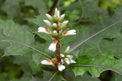 Cây dược liệu cây Ô rô, Ô rô hoa nhỏ - Acanthus ebracteatus Vahl