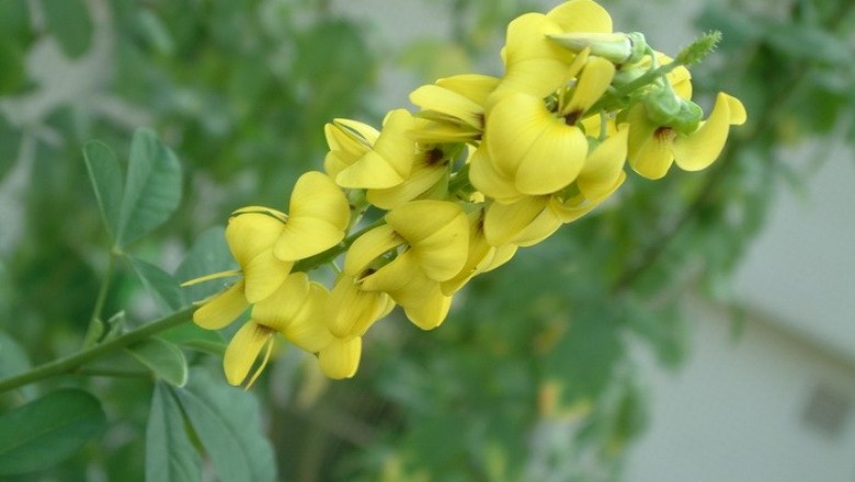 Cây dược liệu cây Lục lạc bốn cạnh - Crotalaria tetragona Roxb. ex Audrews
